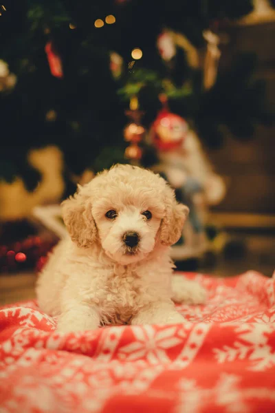 Leuke Poedel Puppy Onder Kerstboom — Stockfoto