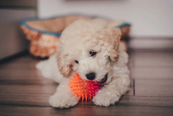 Bonito Cachorro Poodle Brincando Com Brinquedo — Fotografia de Stock