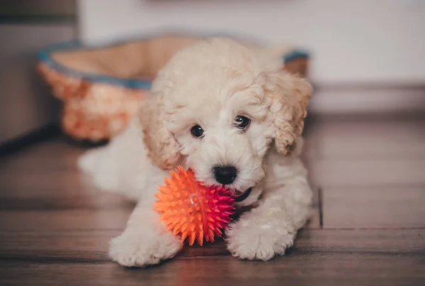 Bonito Cachorro Poodle Brincando Com Brinquedo — Fotografia de Stock