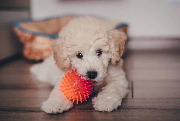 かわいいですプードル子犬遊びとともにAおもちゃ — ストック写真