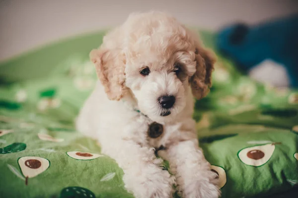 Carino Cucciolo Barboncino Sdraiato Una Coperta Con Motivo Avocado — Foto Stock