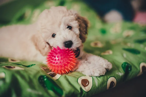 かわいいですプードル子犬遊びとともにAおもちゃ — ストック写真