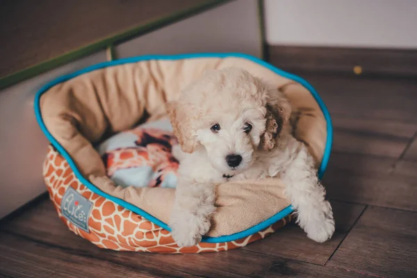 Şirin köpek yavrusu evinde yatıyor.