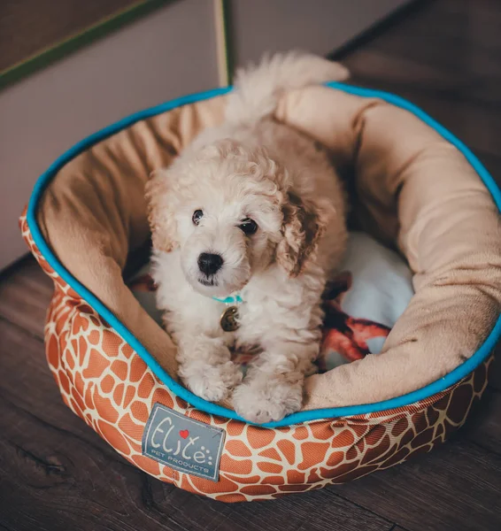 Bonito Cachorro Poodle Encontra Sua Casa — Fotografia de Stock
