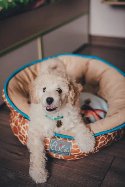 Şirin köpek yavrusu evinde yatıyor.