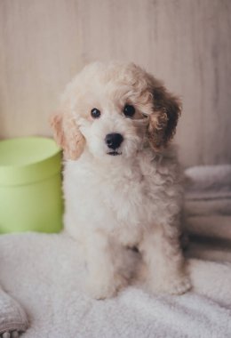 Beyaz sevimli köpek yavrusu.