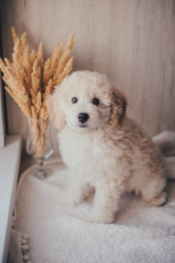 Beyaz sevimli köpek yavrusu.