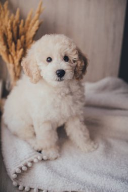 Beyaz sevimli köpek yavrusu.