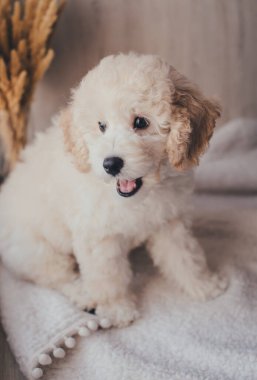 Beyaz sevimli köpek yavrusu.