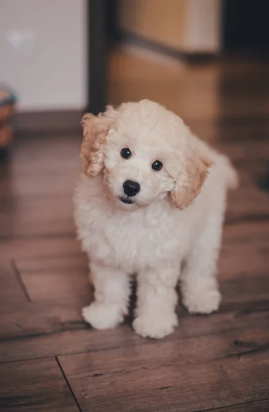 Beyaz sevimli köpek yavrusu.