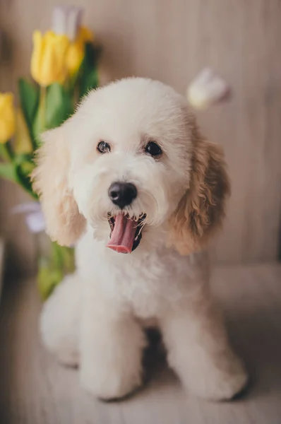 かわいいですブロンドピグミープードル子犬 — ストック写真