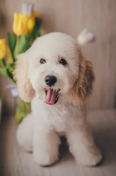 Carino Biondo Pigmeo Barboncino Cucciolo — Foto Stock