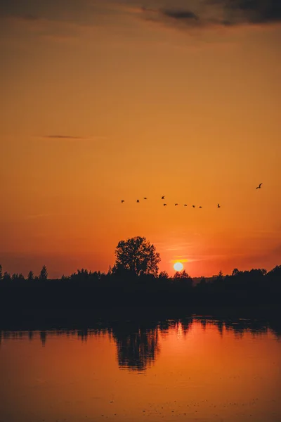 Una Bandada Pájaros Volando Por Noche — Foto de Stock