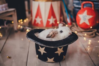 Beyaz tavşan bir sirk dekorasyonundan sürünerek çıkar.