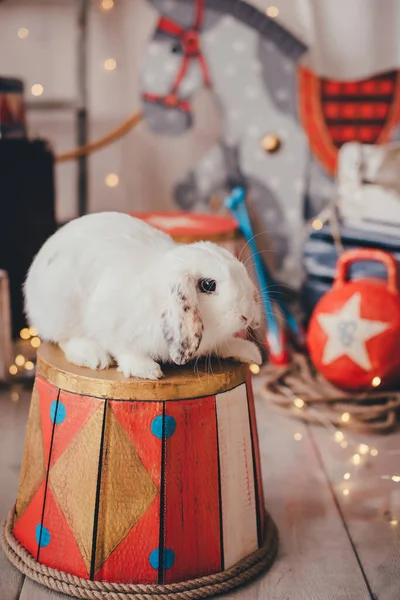 White Rabbit Sitting Circus Pedestal — Stock Photo, Image