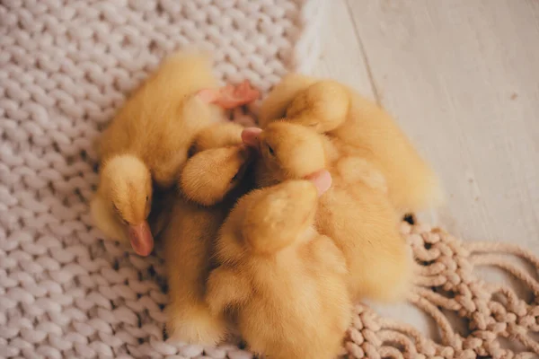 Patitos Acurrucados Juntos Disfrutar Uno Del Otro — Foto de Stock