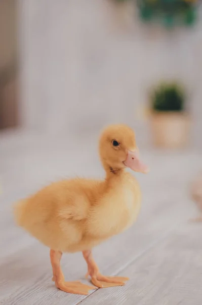 Patito Amarillo Pequeño Sobre Fondo Claro — Foto de Stock