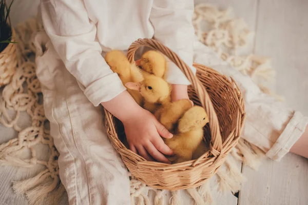 Małe Żółte Kaczątka Wiklinowym Koszu Dziecko Trzyma Koszyk Rękach — Zdjęcie stockowe