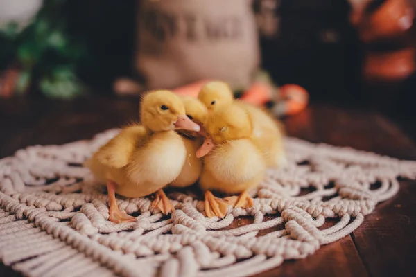 Kleine Gele Eendjes Pasen Foto Zone — Stockfoto