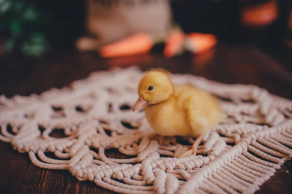 Paskalya fotoğraf bölgesinde küçük sarı ördek yavrusu