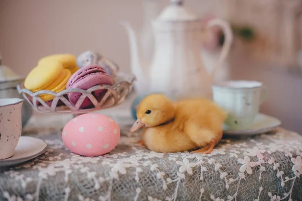 Patito Amarillo Mesa Pascua —  Fotos de Stock