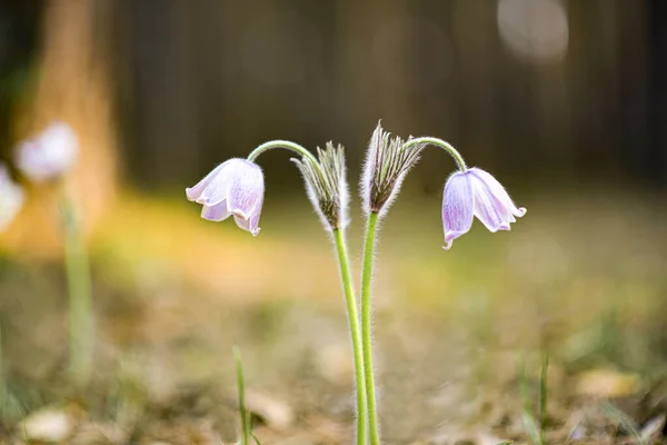 Two Pasque Flower Blooming Abstarct Forest Background Royalty Free Stock Photos