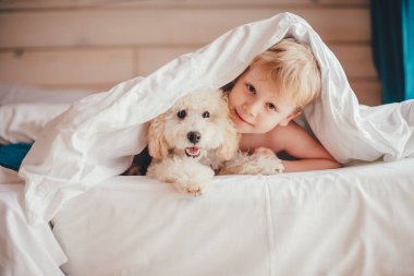 A boy and a poodle puppy lie on the bed and look out from under the covers. Looking into the camera. clipart