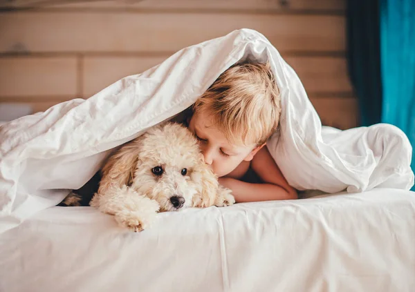 Boy Poodle Puppy Lie Bed Boy Kisses Poodle — Stock Photo, Image