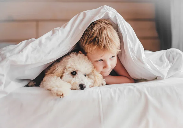 Хлопчик Цуценя Пуделя Лежать Ліжку Хлопчик Обіймає Пудель Ліцензійні Стокові Фото