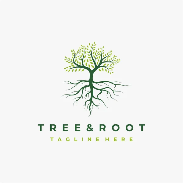 Canlı ağaç logosu tasarımı, ağaç ve kök vektörü. Yaşam ağacı logosu tasarımı ilham verici.
