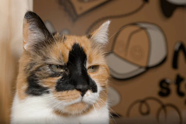 Serious cat, black white redhead, close-up