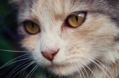 Uyarı gözler küçük yavru kedi