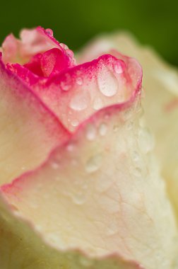 Beyaz güller çiy ile