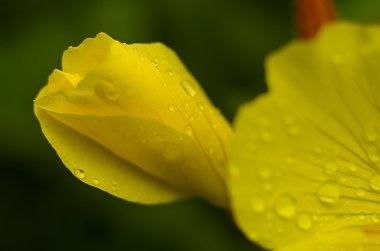 Yağmurdan sonra sarı çiçek