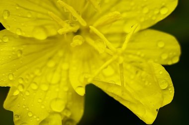 Yağmurdan sonra sarı çiçek