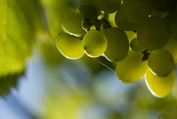 Édes, érett, sárga szőlő — Stock Fotó