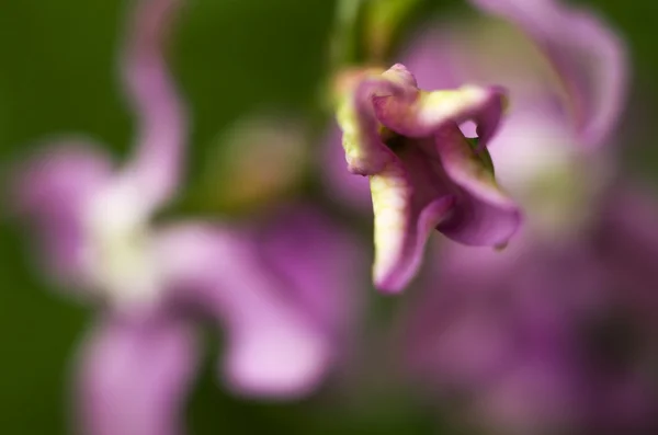 Záhadnost něco fialový květ — Stock fotografie