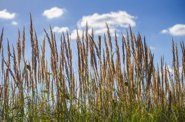 Yaz aylarında çim alan