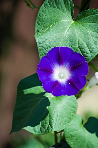 Guten Morgen Herrlichkeit Blumen — Stockfoto