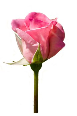 Beyaz arkaplanda pembe güller