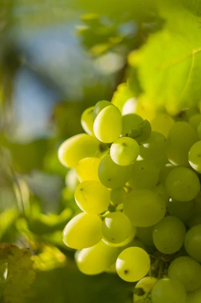 Mazzo di uva gialla — Foto Stock