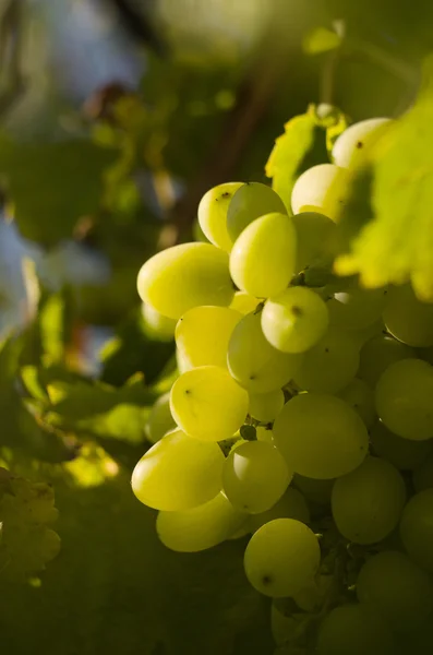 Bando de uvas amarelas — Fotografia de Stock