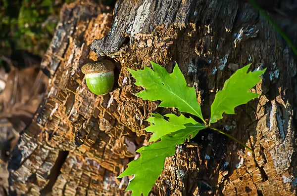 Acorns fell to the ground in the forest — Stock Photo, Image