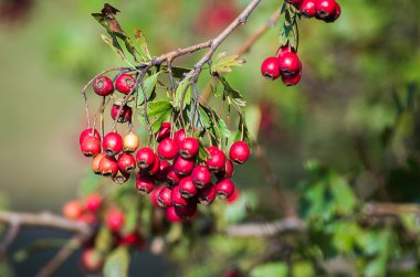 Kırmızı alıç çilek fışkın