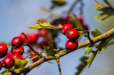Kırmızı alıç çilek fışkın