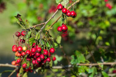 Kırmızı alıç çilek fışkın