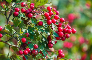 Kırmızı alıç çilek fışkın