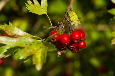 Kırmızı alıç çilek fışkın