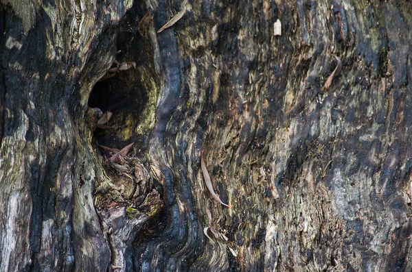 Bark fra bakketre – stockfoto