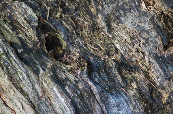 Corteza de árbol de fondo — Foto de Stock